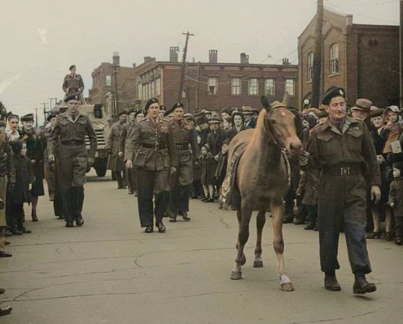 Hooves & Heroes Princess Louise, a War Horse's Tale